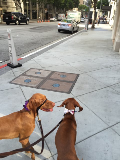 Two Dogs Take a Stroll on the Sidewalk
