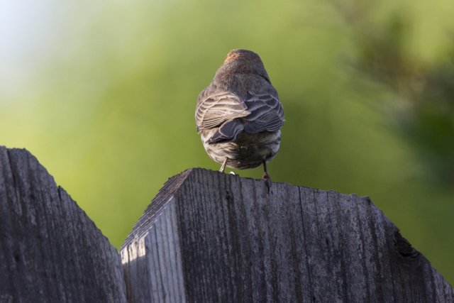 Perched Observer