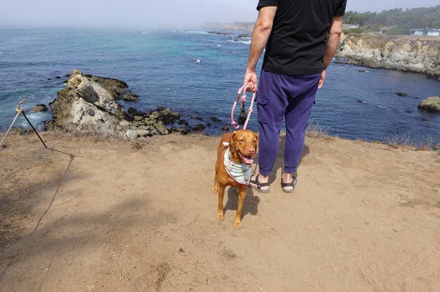 Coastal Dog Walk on Scenic Cliffs