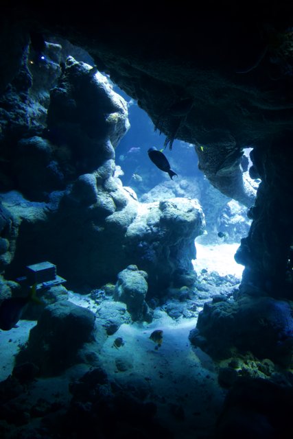 Luminous Journey: An Underwater Mystery