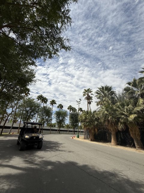 Tranquil Pathway Through Palm Oasis
