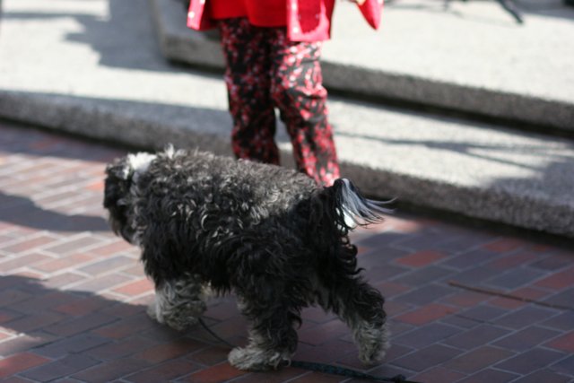 A Stroll with My Poodle