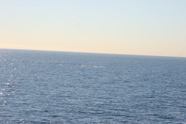 Majestic Whale Near the Shoreline