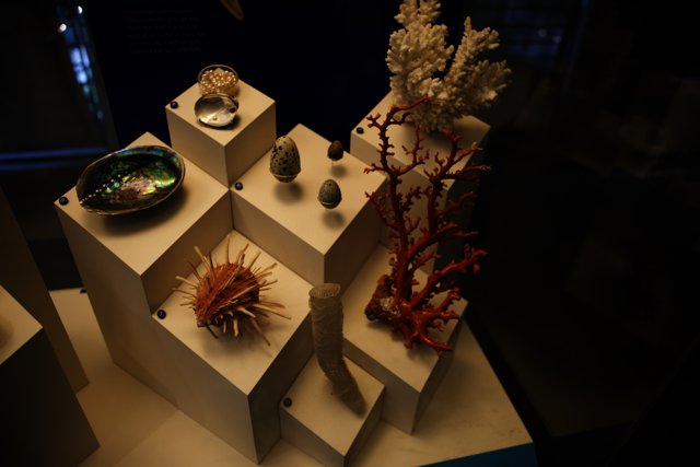 Treasures of the Deep: A Display at the California Academy of Sciences
