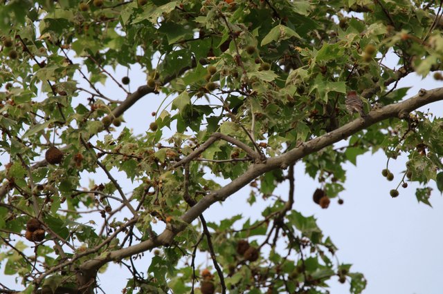 Camouflaged Bird Perched Among Sycamore Branches