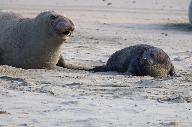 Northern Elephant Seal Mother and Pup at Rest
