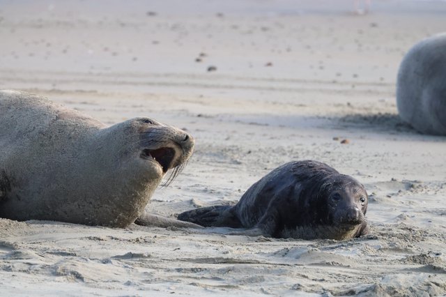 Mother Seal Calls to Her Dark-Furred Pup