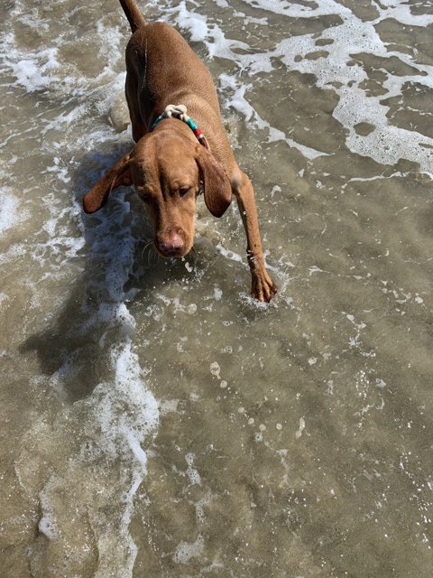 Playing in the Waves