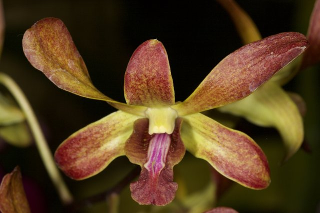 Serene Orchid