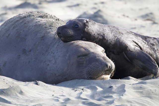 Mother and Pup Elephant Seals Bonding on Beach