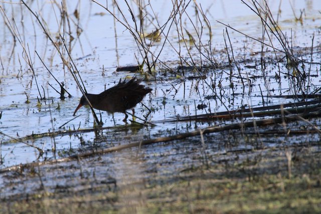 Common Gallinule Foraging in Shallow Wetland Waters