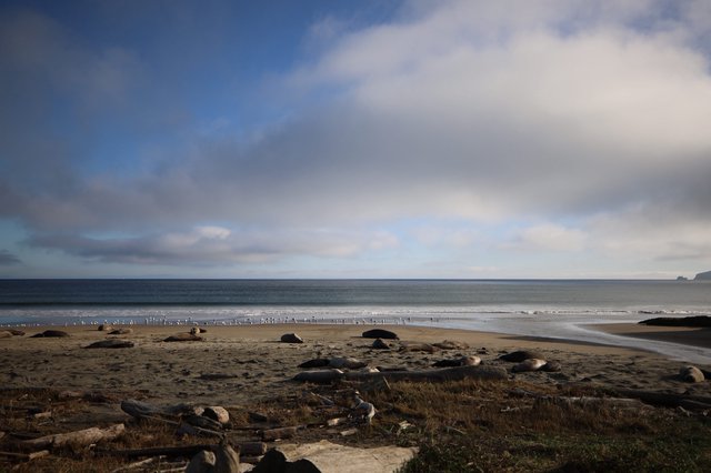 Elephant Seals Resting on Drakes Beach at Dusk