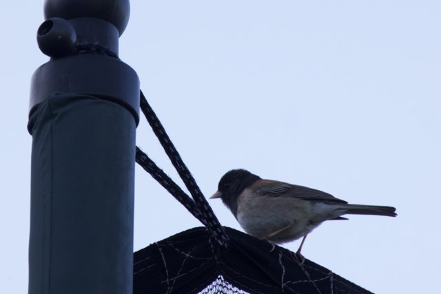 Perched at Dusk