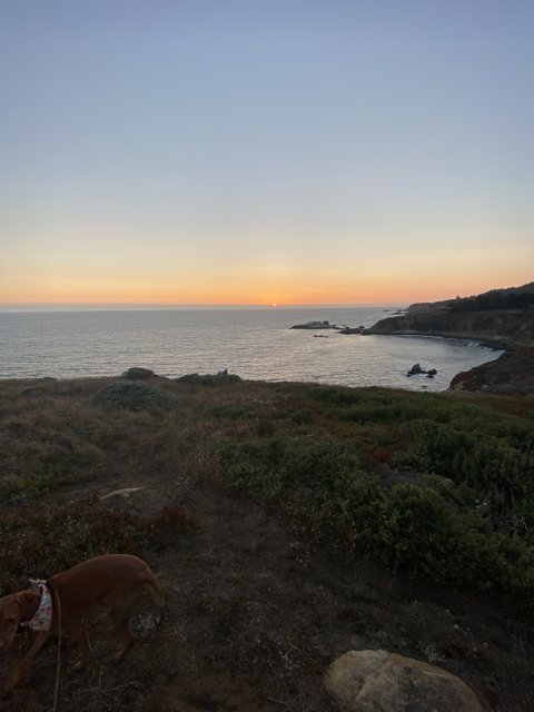 Canine on a Coastal Promontory