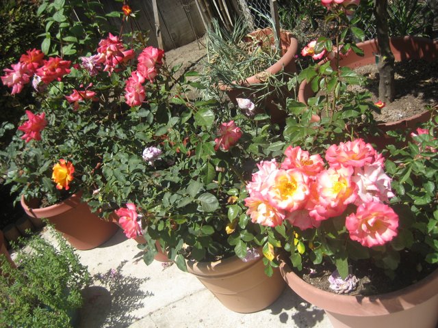 Beautiful Garden Pots Bursting with Colorful Flowers
