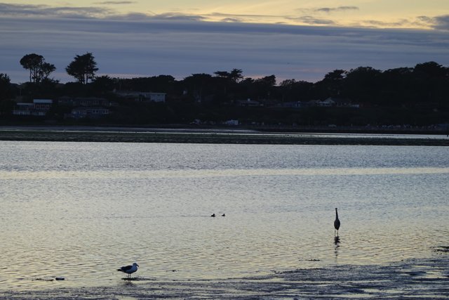 Dusk Silhouette: Bird in the Water