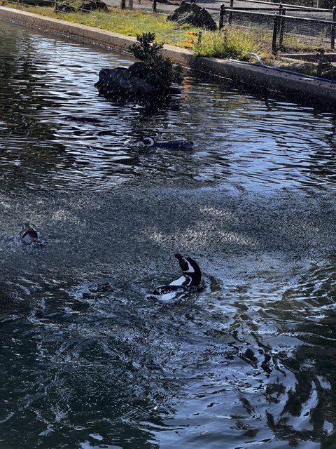 Playful Penguins in the Pond