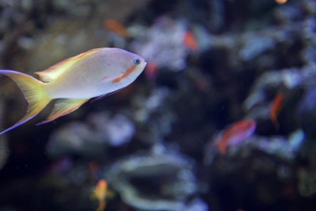 Colorful Surgeonfish in a Coral Reef Aquarium