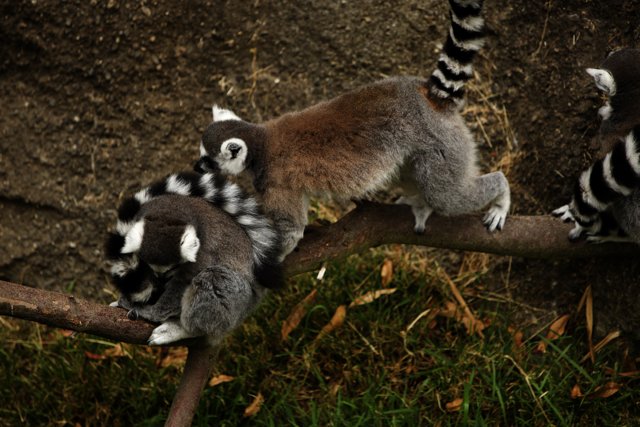 Lemur Leisure at the Oakland Zoo
