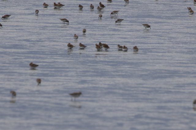 Graceful Gathering: Sandpipers of San Pablo Bay