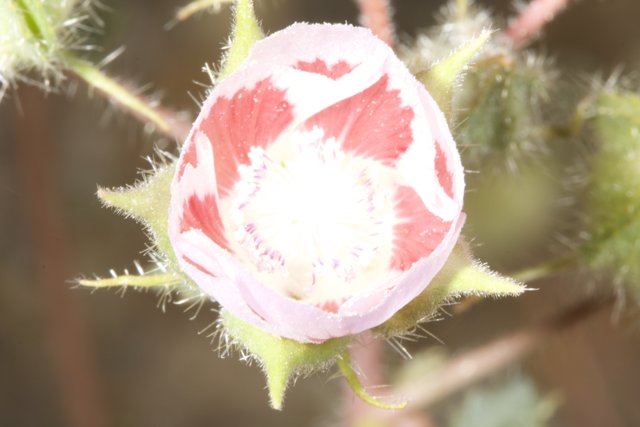 Pink Geranium Flower in the Desert
