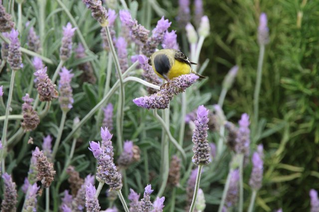 Yellow Bird Perched on Lavender Flower Stem