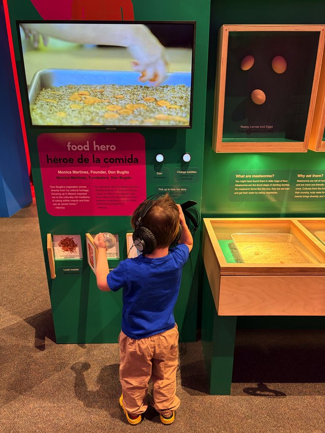 Young Child Explores Interactive Mealworm Exhibit at Museum