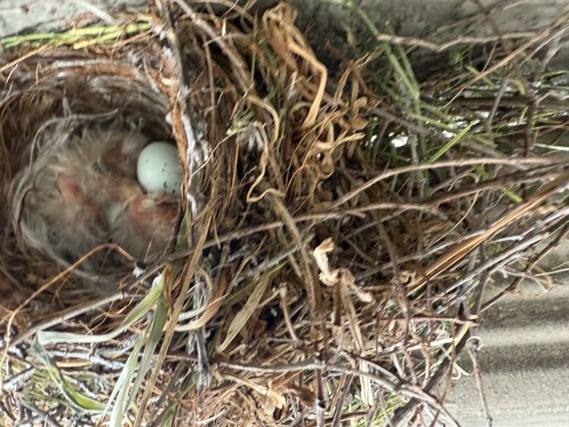 New Beginnings in Nature