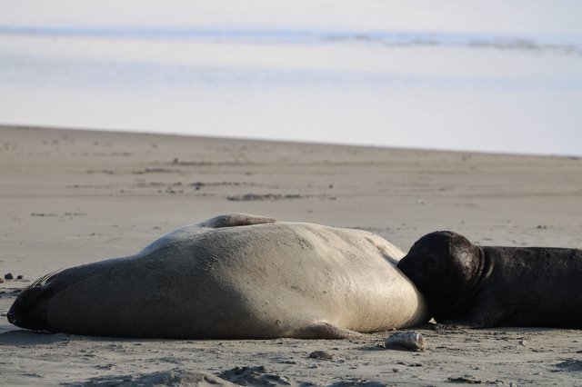 Elephant Seal Resting on Sandy Beach at Drakes Beach