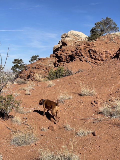 Desert Adventure with My Canine Friend