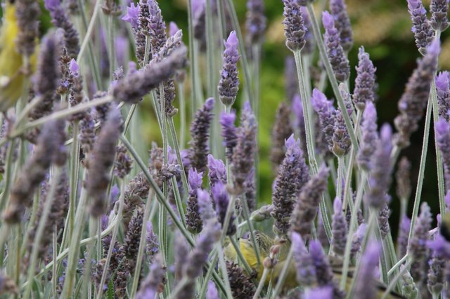 Yellow Warbler Foraging Among Purple Lavender Blooms