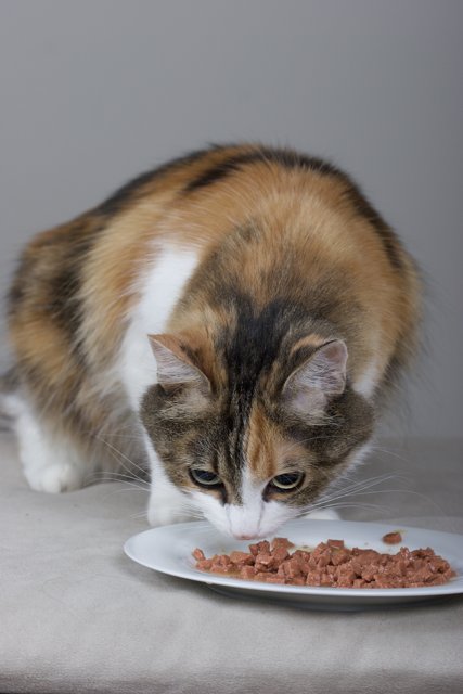 Manx Cat Enjoying a Plate of Food