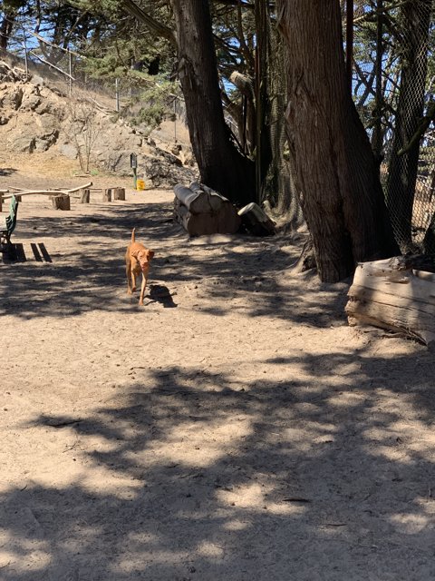 A Walk in the Dog Playground