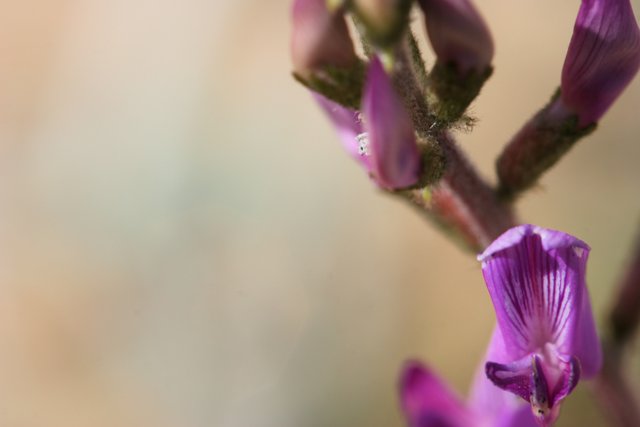 Purple Geranium Blossom