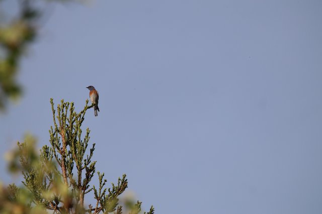 Western Bluebird Perched on Conifer at Dawn
