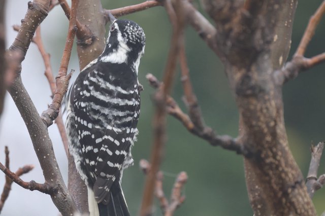 Downy Woodpecker Perched Among Bare Winter Branches