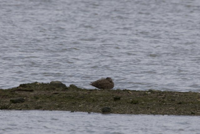 Resting at the Water’s Edge