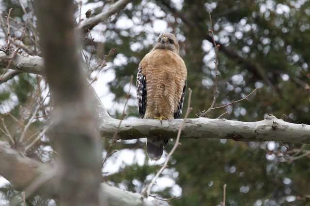 Red-Shouldered Hawk Perched on Winter Branch
