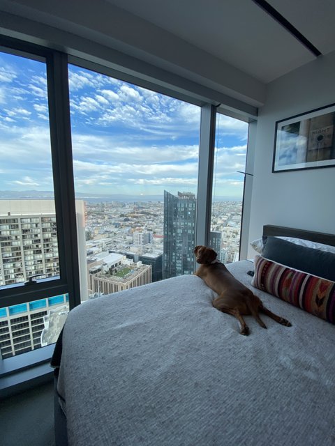 A Pup's View of the City