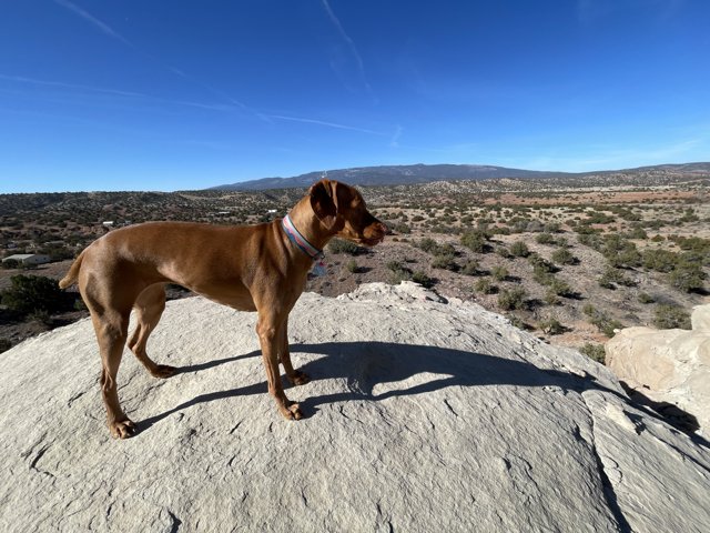 Desert Pup Takes in the View