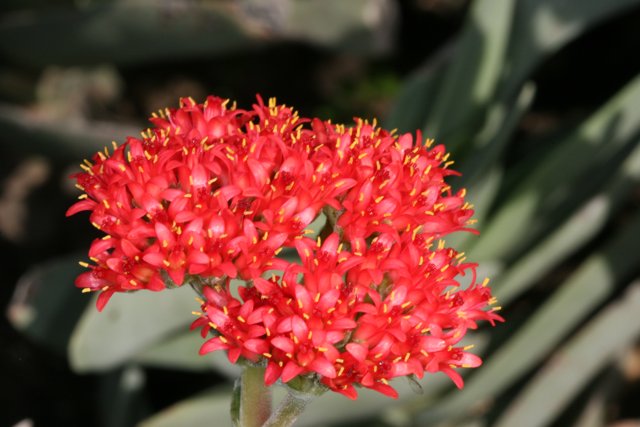 Red Geranium Flower in 2006