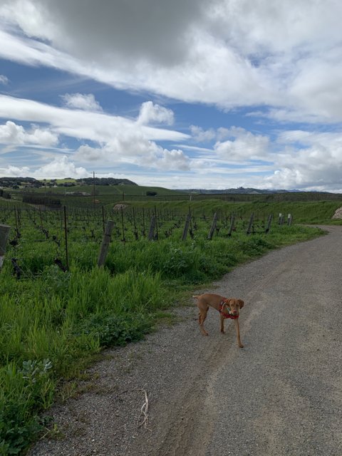 A Canine's Adventure in the Vineyard