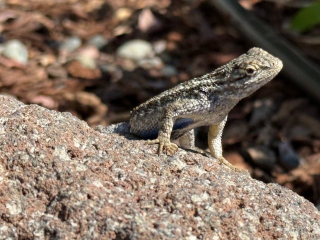 Sunlit Reptile Serenity