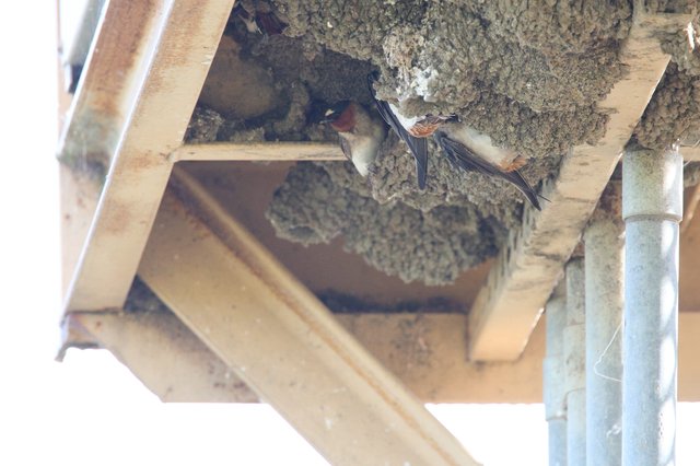 Barn Swallow Pair at Mud Nest Entrance