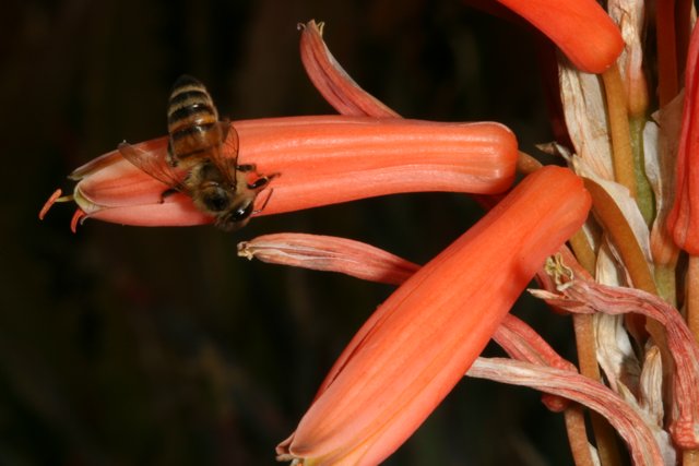 Busy Bee on Red Rhubarb
