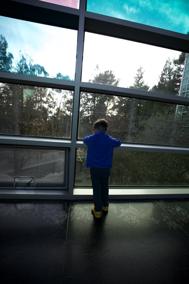 Child Gazing Through Window at Forest Landscape