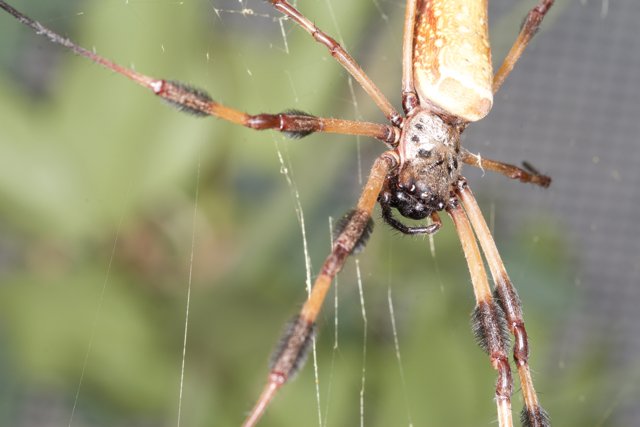 Garden Spider showcasing its long legs and tail