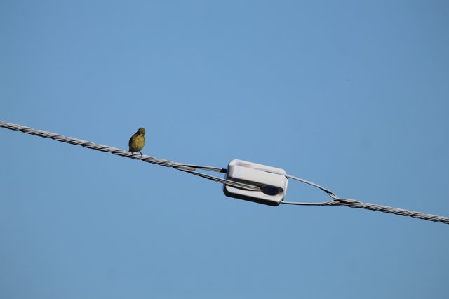 Small Bird Perched on Cable Near White Connector