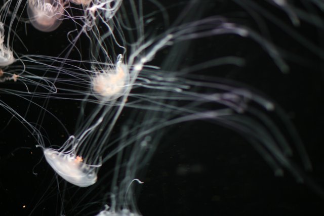 An Underwater Dance of Jellyfish