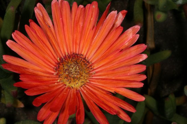 Radiant Daisy Blossom